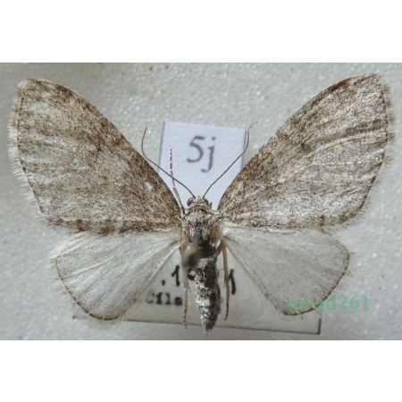 Lobophora halterata (Hufnagel, 1767) Płatynka osikówka Czech5j